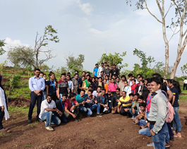 tree plantation