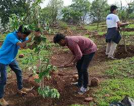 tree plantation activity